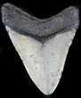 Bargain Megalodon Tooth - North Carolina #22955-2